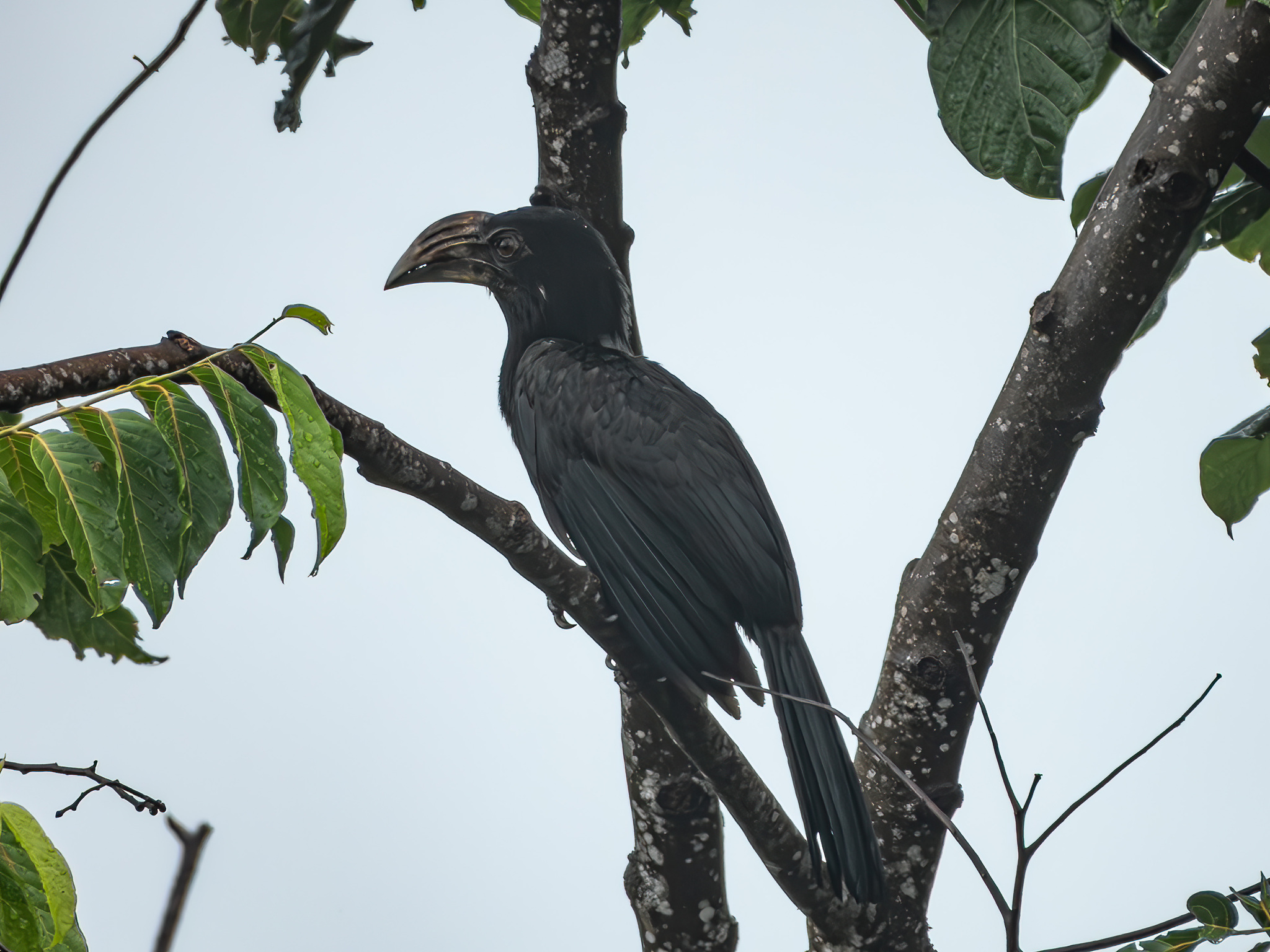 Sulawesi Hornbill (Rhabdotorrhinus exarhatus), photo 9