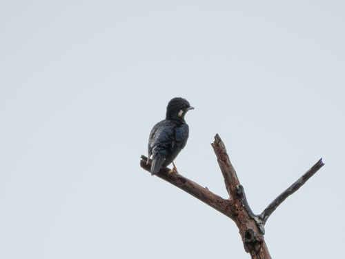 Sulawesi Myna (Basilornis celebensis), photo 10
