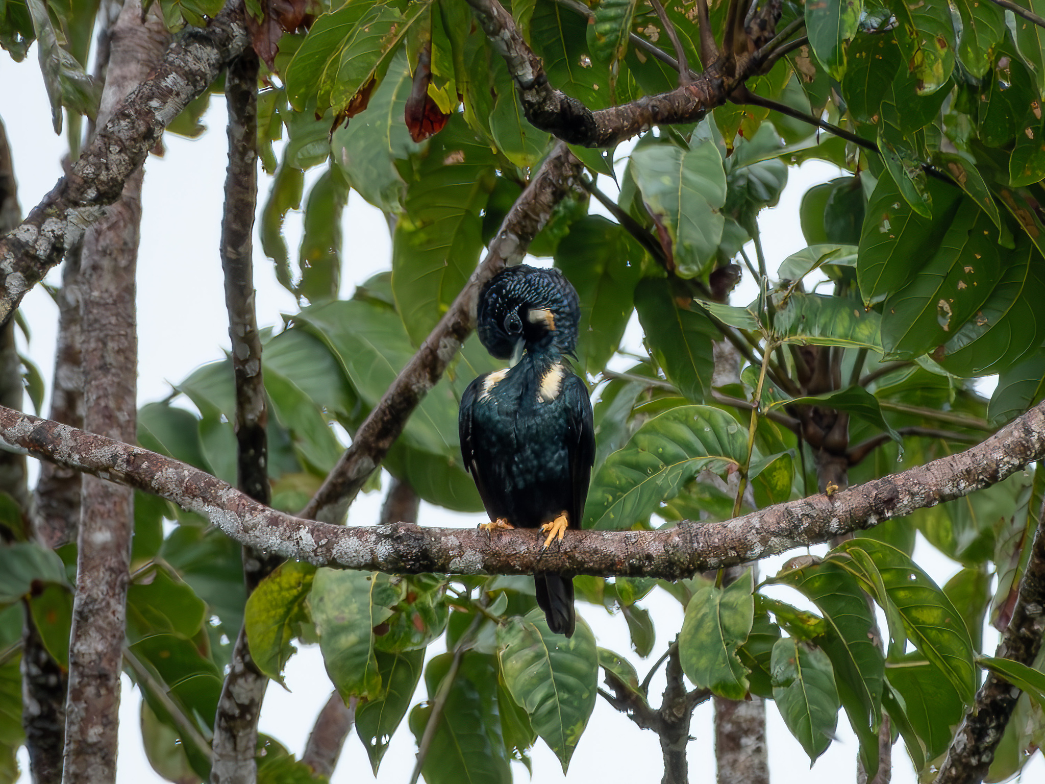 Sulawesi Myna (Basilornis celebensis), photo 3