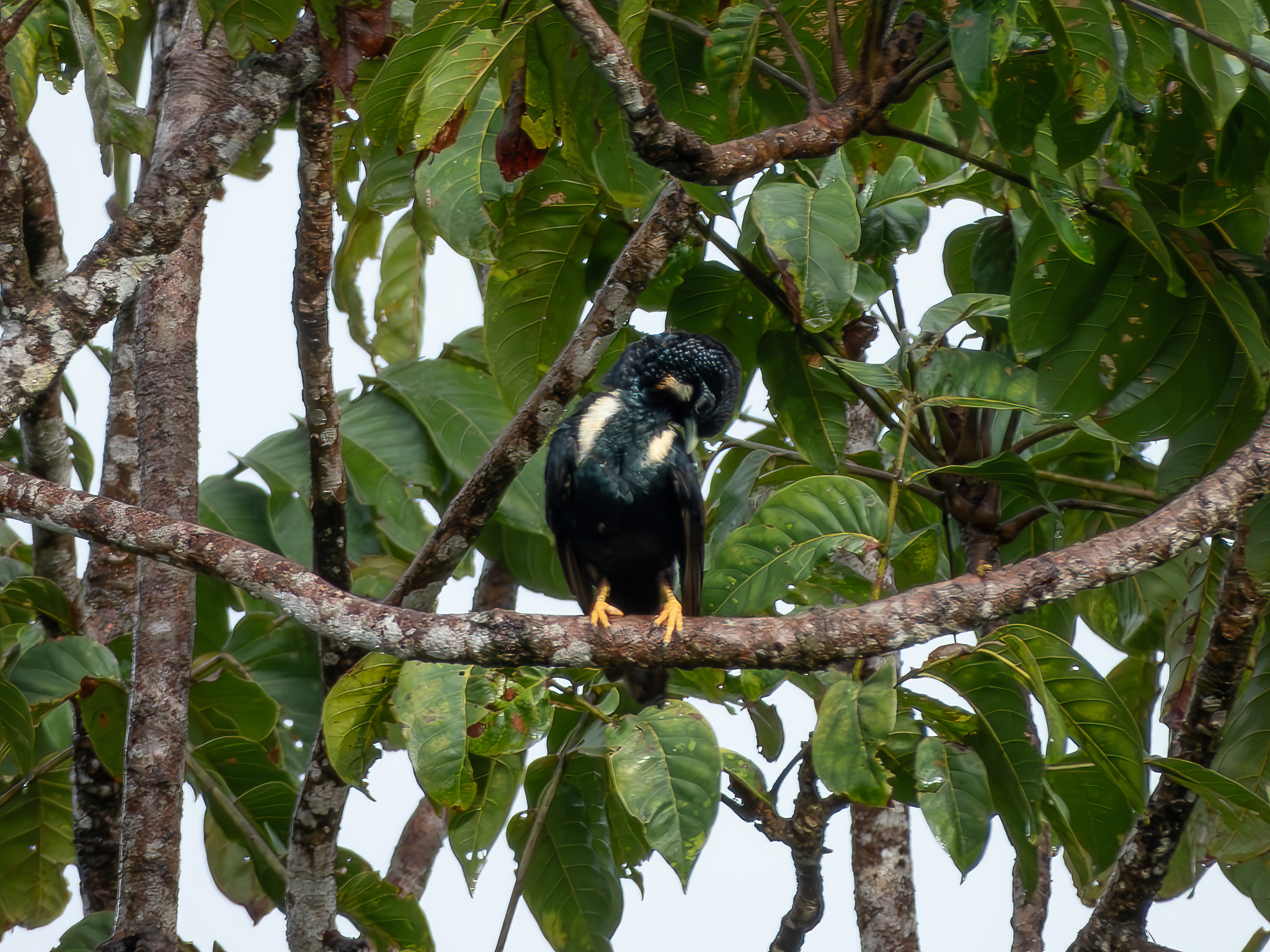 Sulawesi Myna (Basilornis celebensis), photo 10