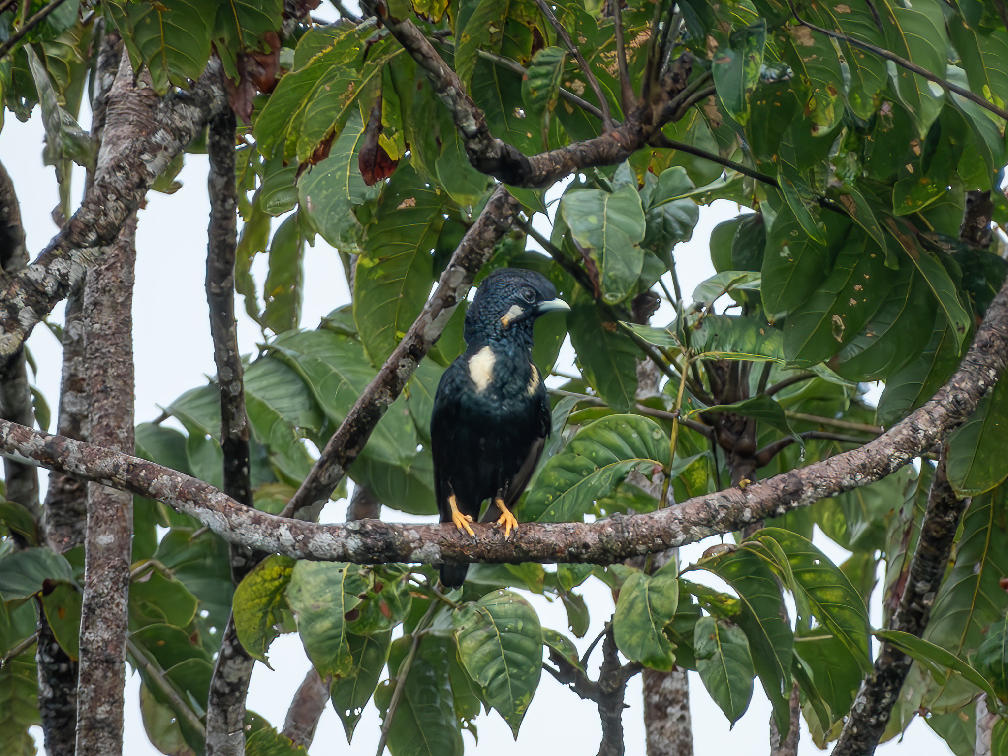 Sulawesi Myna (Basilornis celebensis), photo 2
