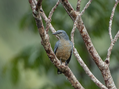Sulawesi Cicadabird (Edolisoma morio), photo 4