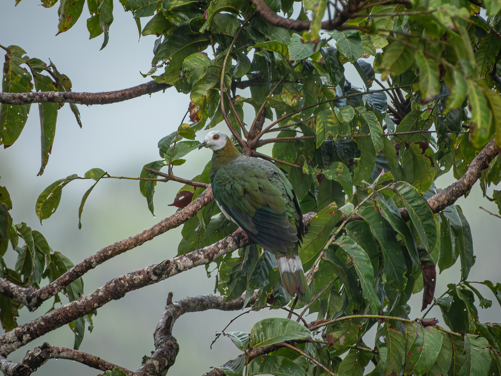 White-bellied Imperial Pigeon (Ducula forsteni), photo 9