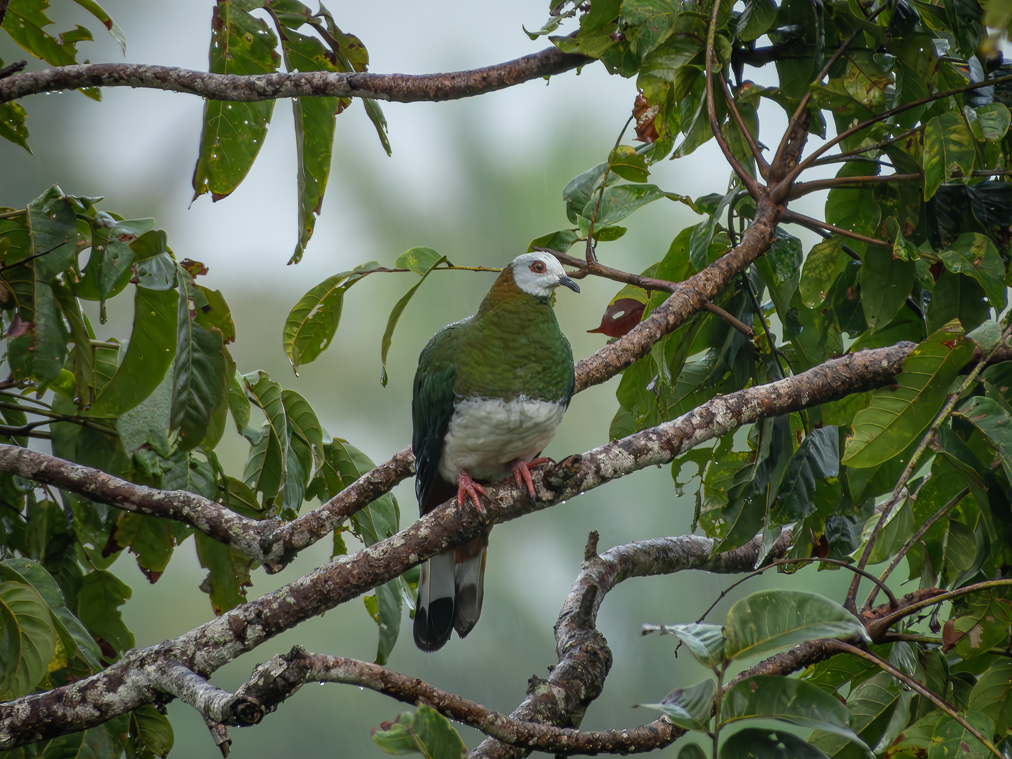White-bellied Imperial Pigeon (Ducula forsteni), photo 2