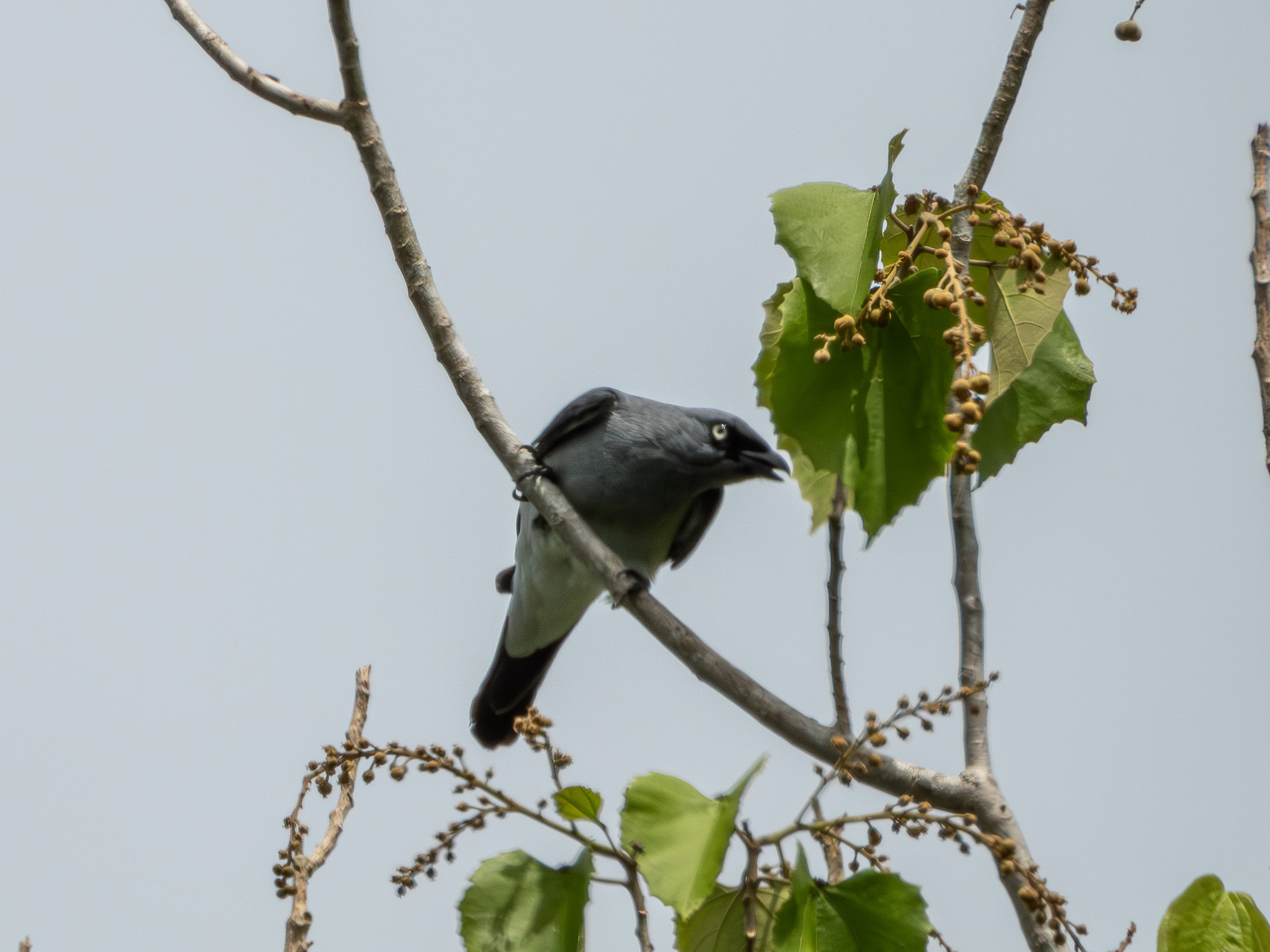 White-rumped Cuckooshrike (Coracina leucopygia), photo 2