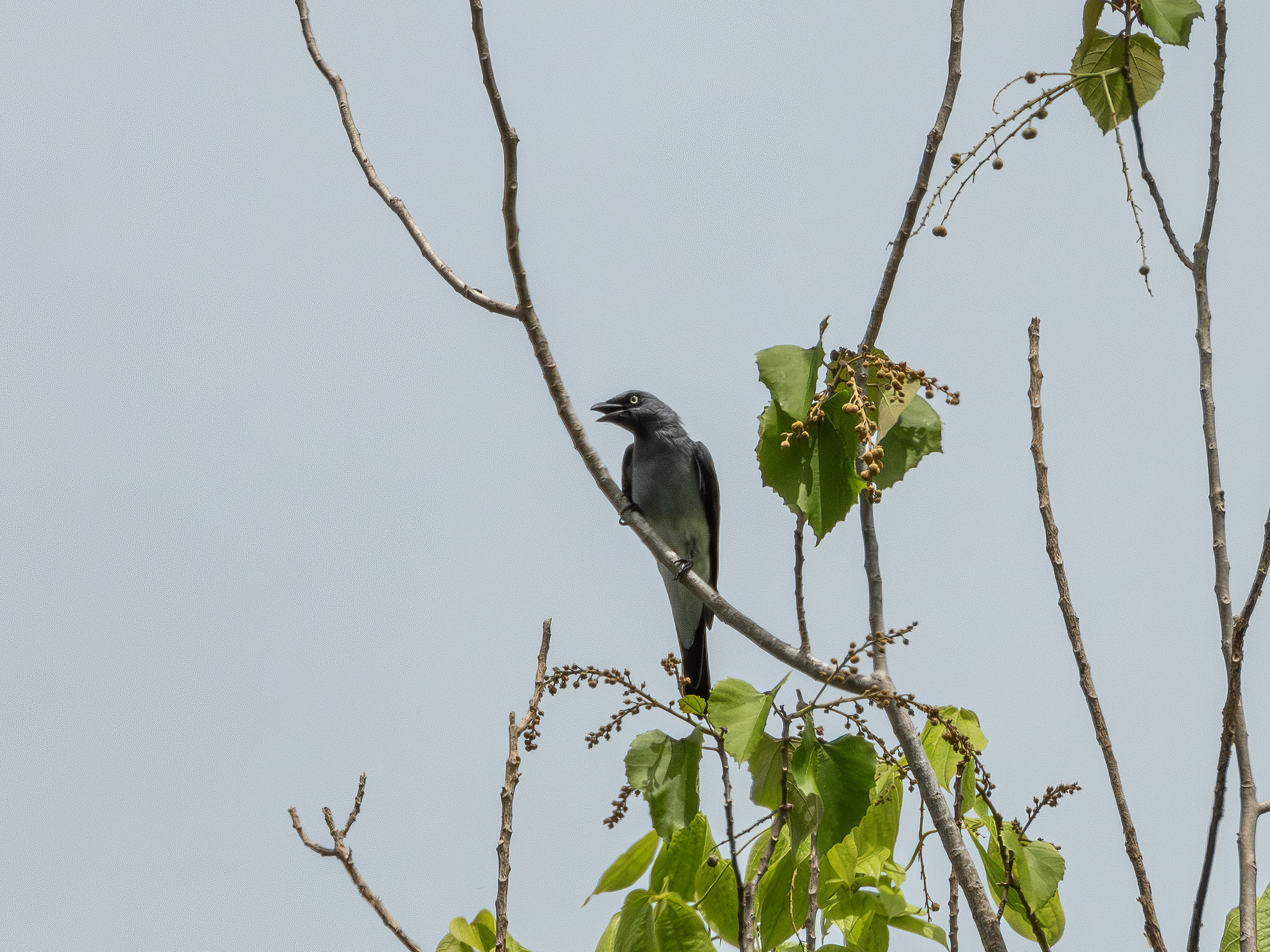 White-rumped Cuckooshrike (Coracina leucopygia), photo 1