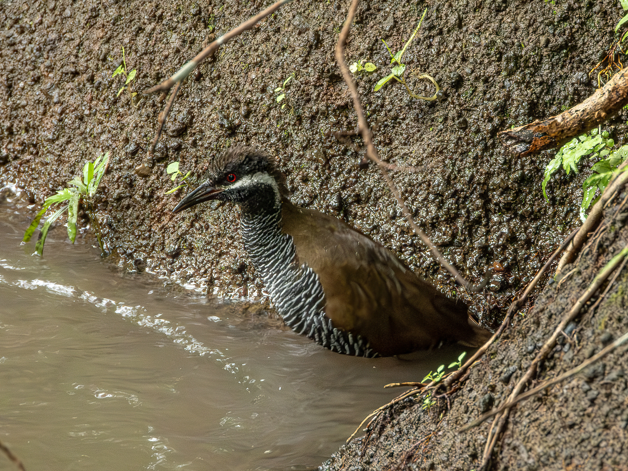 Barred Rail (Gallirallus torquatus), photo 8