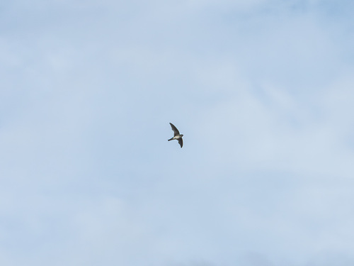 Glossy Swiftlet (Collocalia esculenta), photo 4