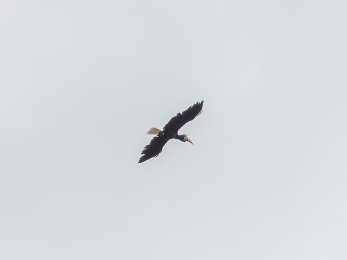 Knobbed Hornbill (Rhyticeros cassidix), photo 5