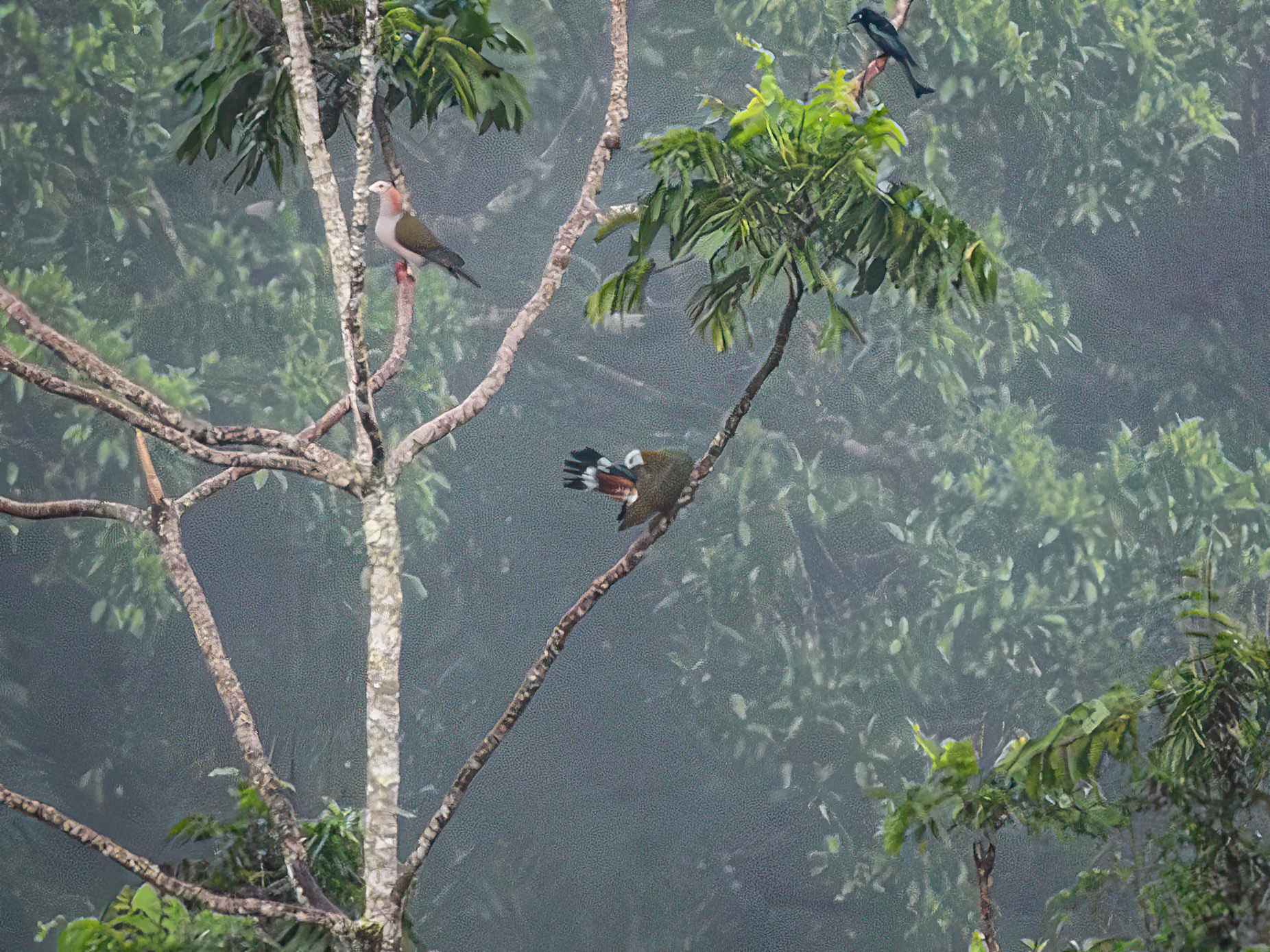 White-bellied Imperial Pigeon (Ducula forsteni), photo 10