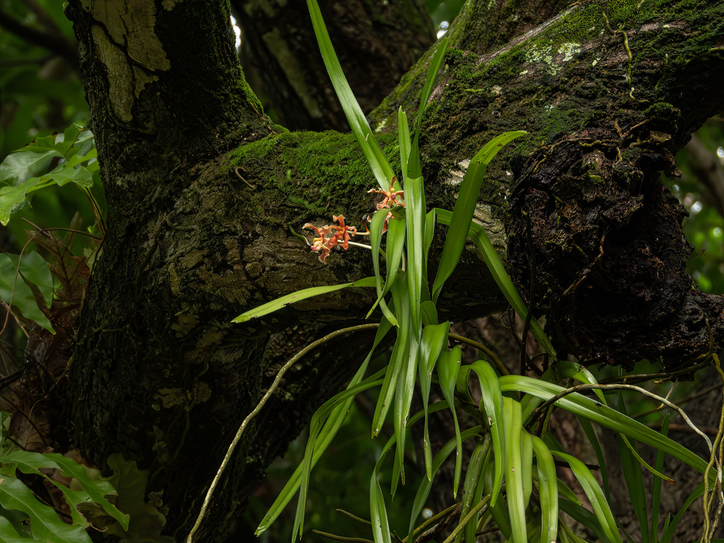 Vanda celebica (Vanda celebica)