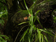 Vanda celebica