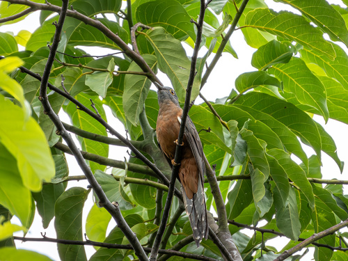 Sulawesi Brush Cuckoo (Cacomantis virescens), photo 4