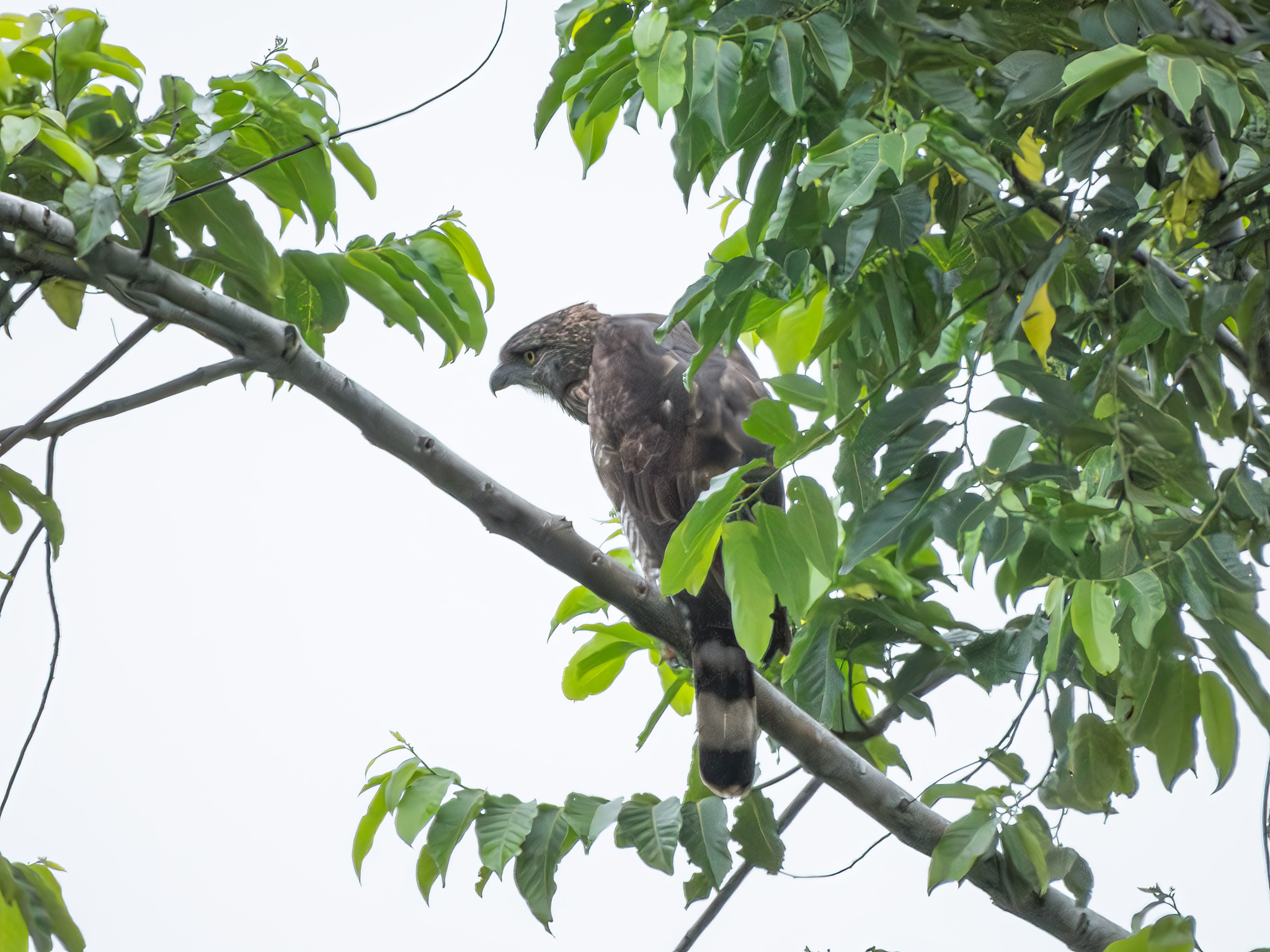 Sulawesi Hawk-Eagle (Nisaetus lanceolatus), photo 3