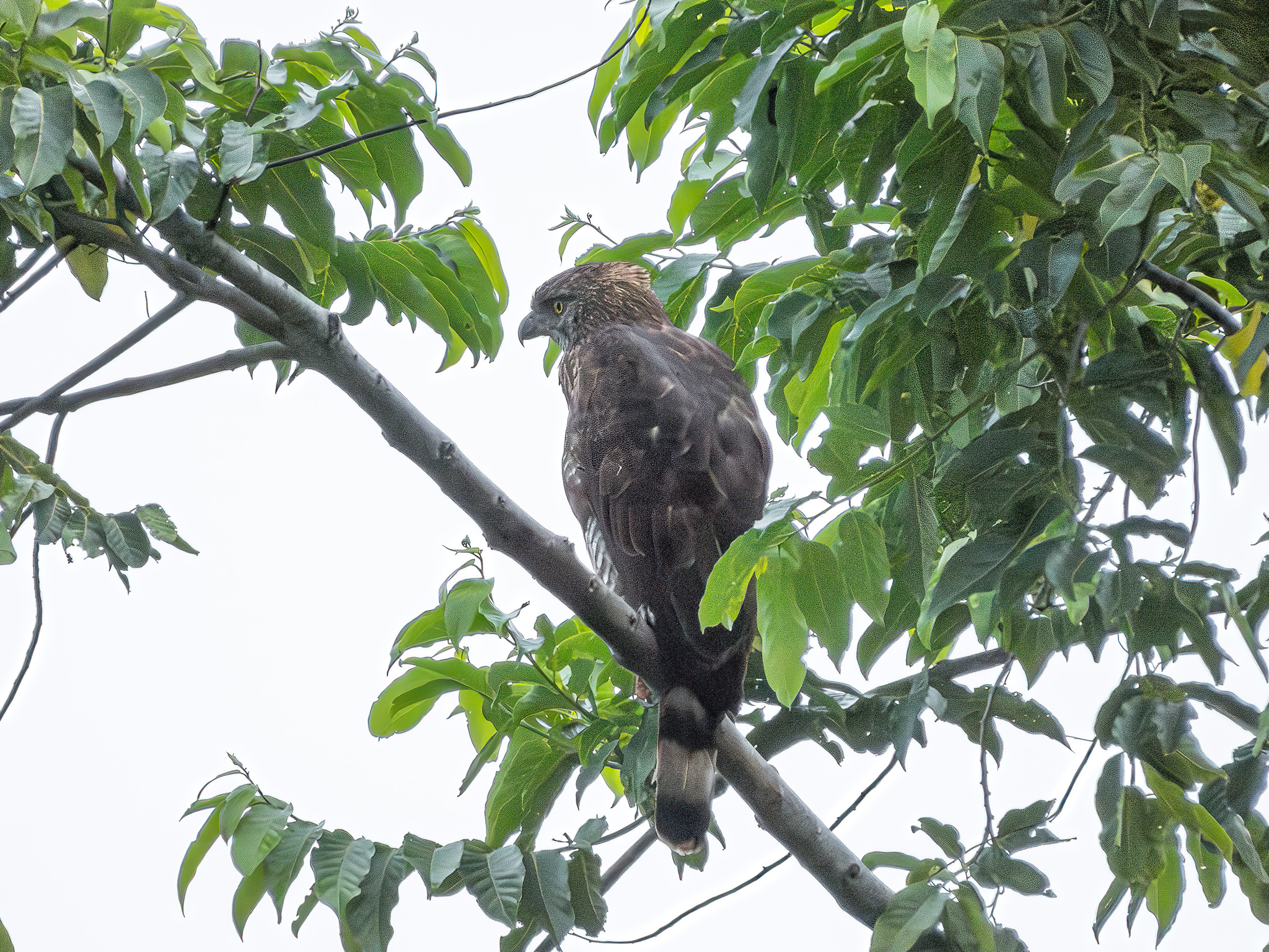 Sulawesi Hawk-Eagle (Nisaetus lanceolatus), photo 2
