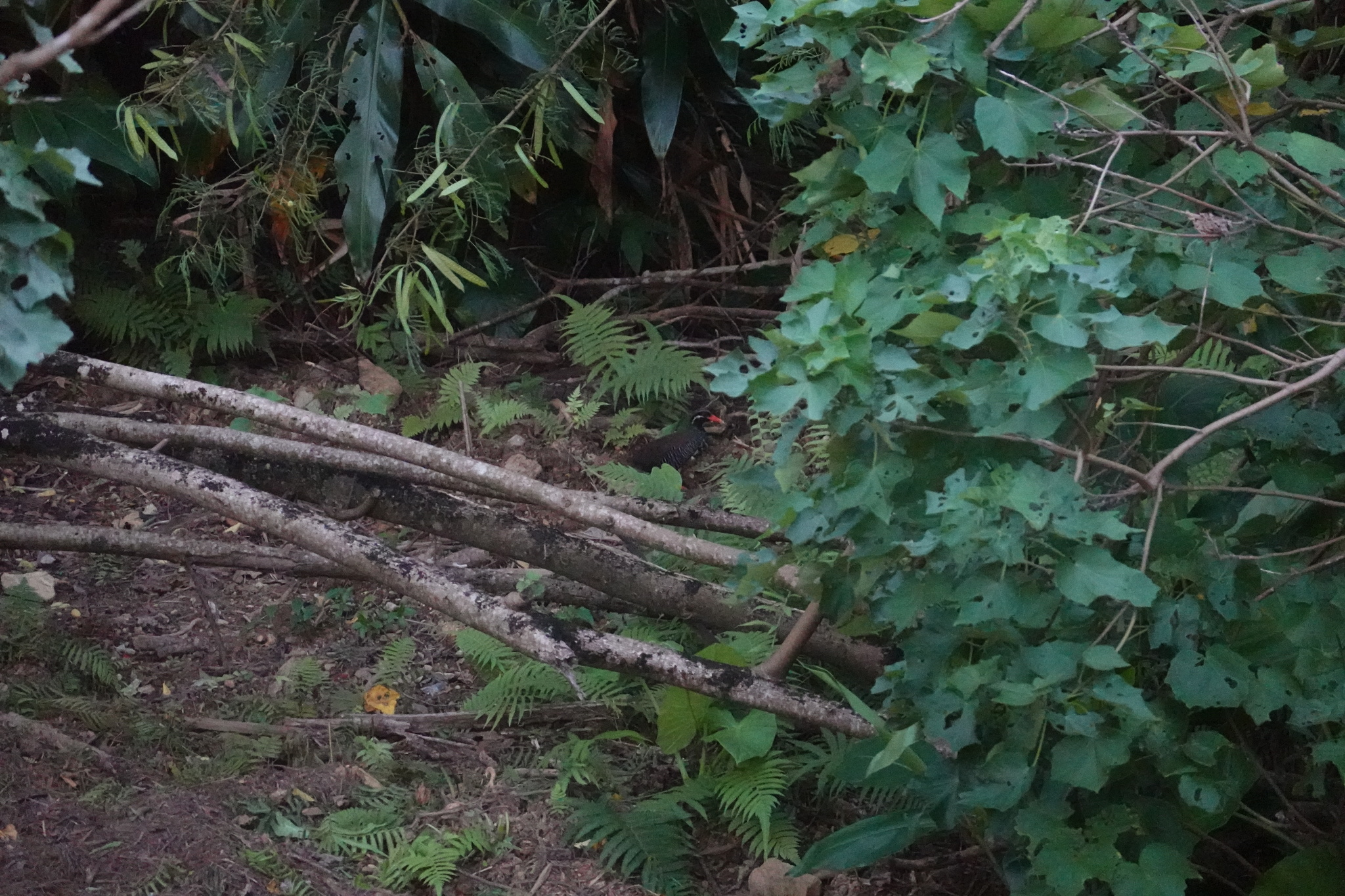 Okinawa Rail (Gallirallus okinawae), photo 3