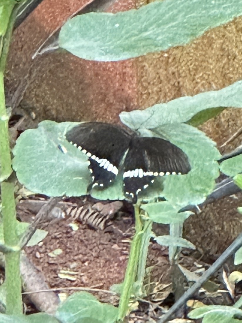 Common Mormon