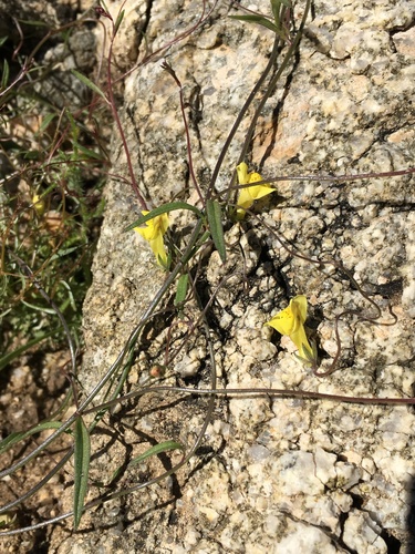Image of Neogaerrhinum filipes by (c) Matt Berger, some rights reserved (CC BY)