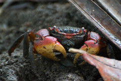 Neosarmatium meinerti