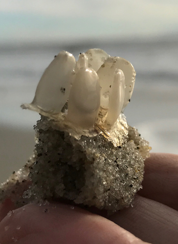Neogastropoda