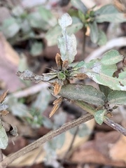 Dyschoriste nagchana