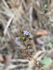 Dyschoriste nagchana