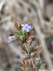 Dyschoriste nagchana