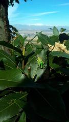 Eupholidoptera chabrieri