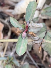 Dyschoriste nagchana