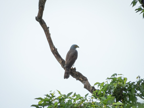 Sulawesi Goshawk (Lophospiza griseiceps), photo 6
