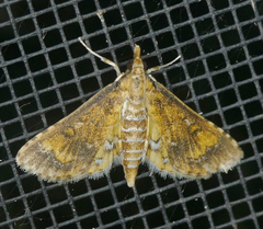 Niphograpta albiguttalis