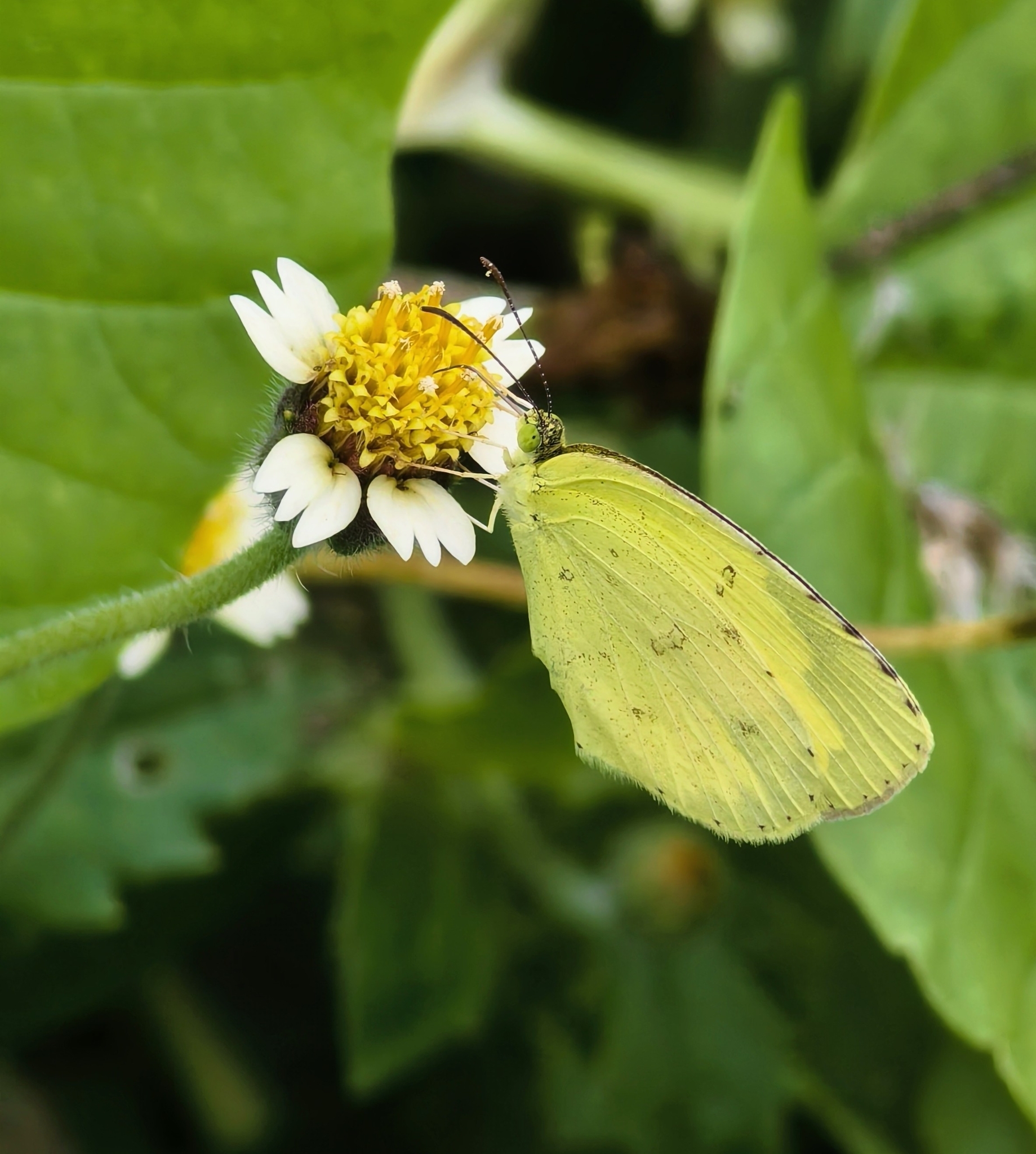 Common Grass Yellow