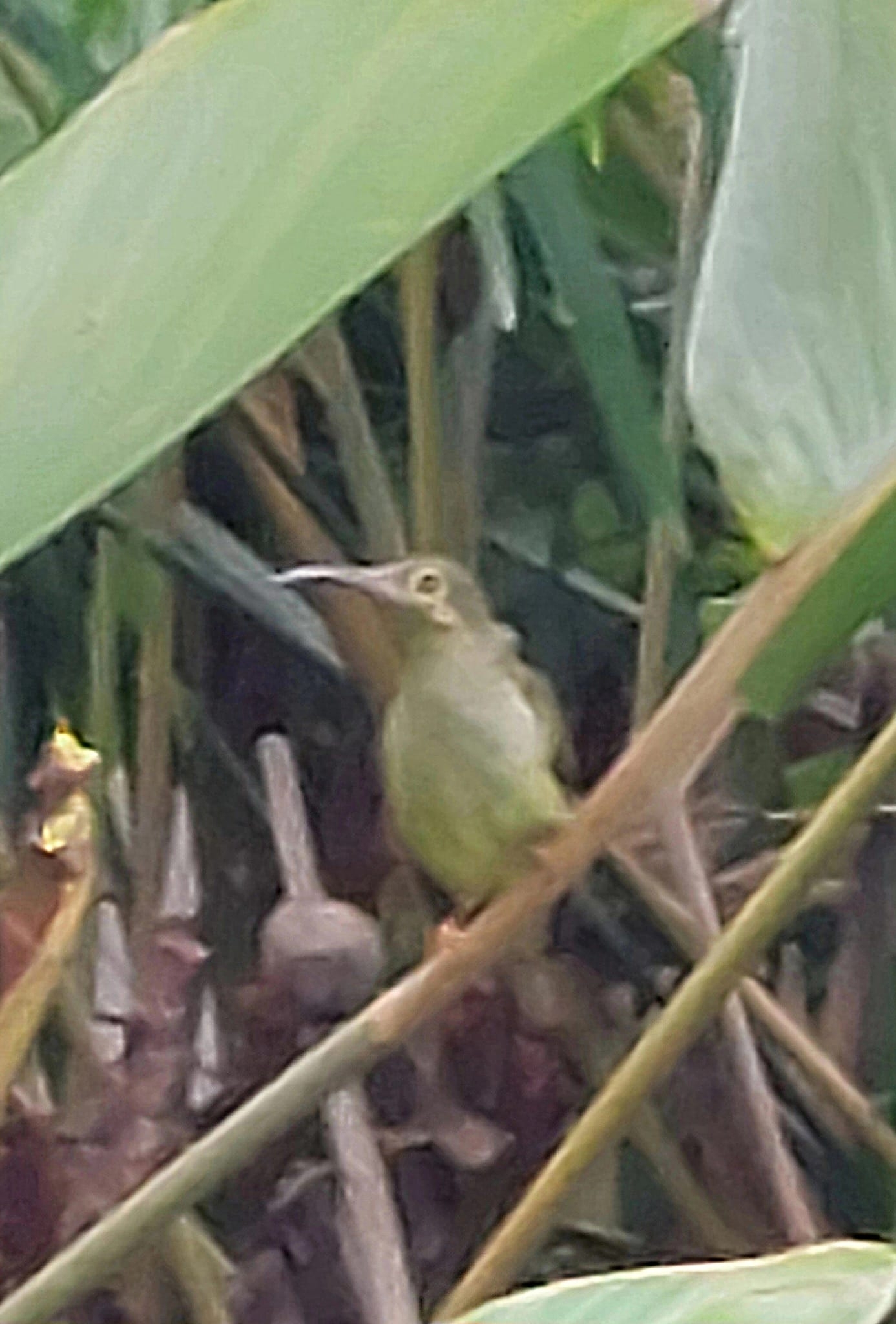Spectacled Spiderhunter (Arachnothera flavigaster), photo 3