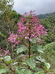 Fuchsia paniculata