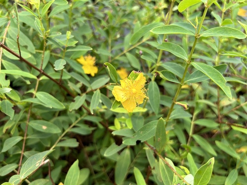 Hypericum subalatum observed 2025-06-20