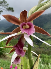 Phaius