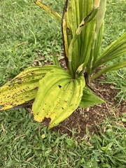 Phaius