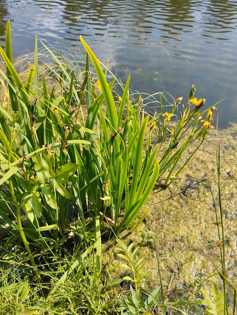Iris pseudacorus