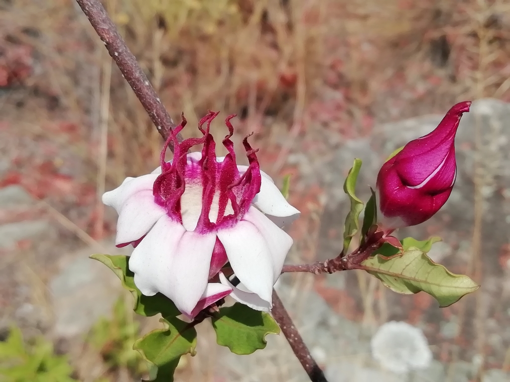 Strophanthus welwitschii