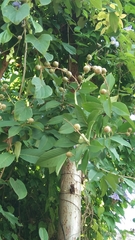 Lagerstroemia speciosa