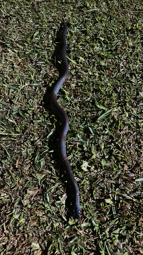 Atractus vittatus