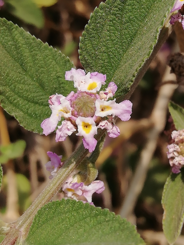 Purple Lantana