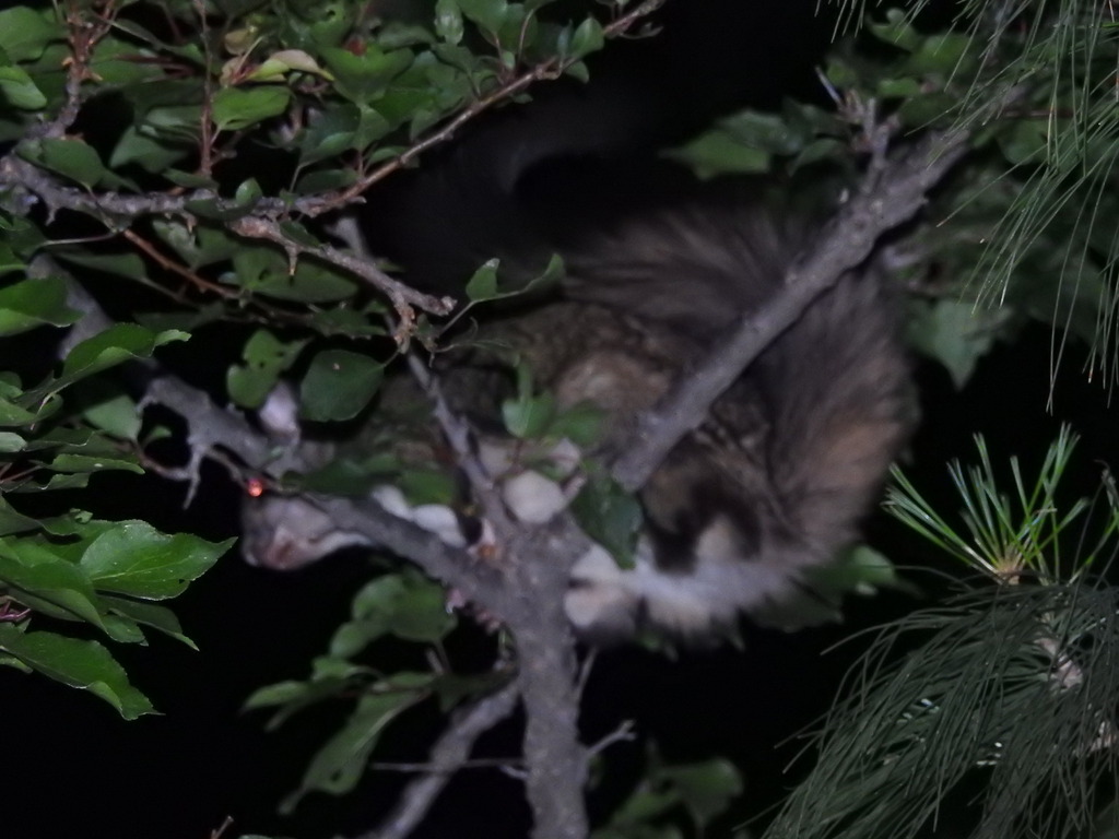 Small Kashmir Flying Squirrel