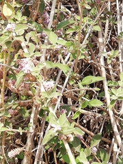 Lantana angolensis