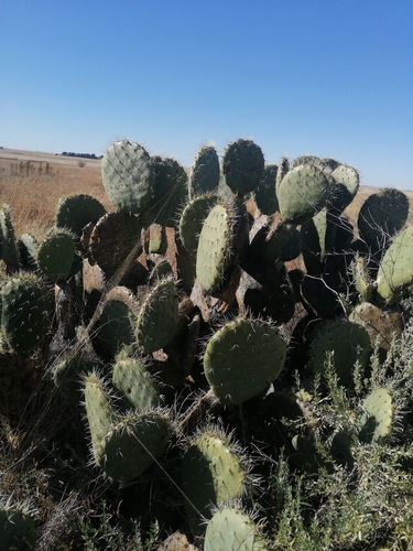 nopal tapón