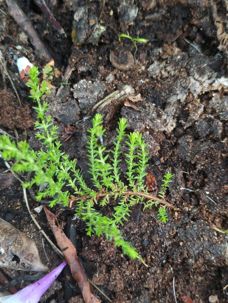 Calluna vulgaris