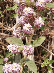Lantana angolensis