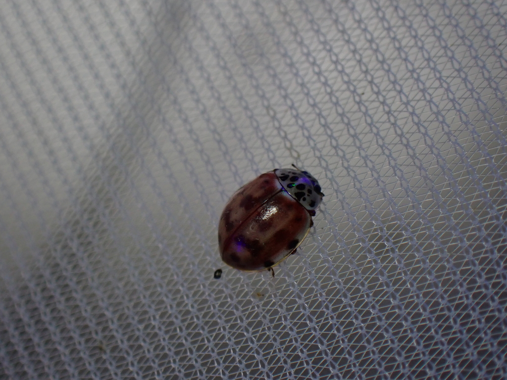 Coccinellidae