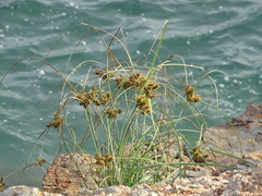 Cyperus sordidus