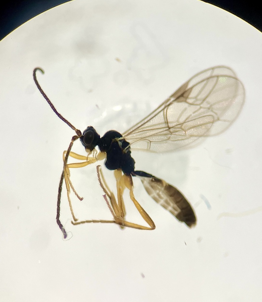 Pantisarthrus